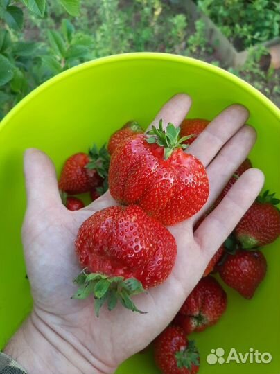 Рассада крупноплодной садовой земляники (клубники)