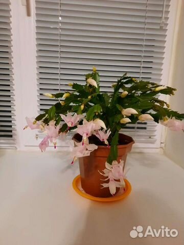 Комнатные цветы