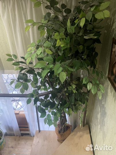 Искусственное Дерево Фикус бенджамина большой