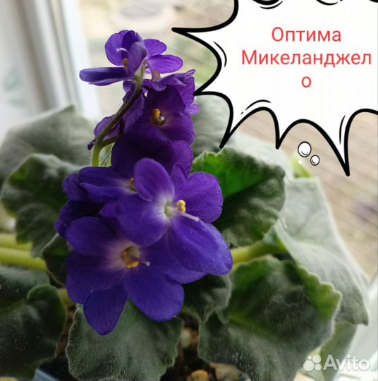 Сортовые фиалки