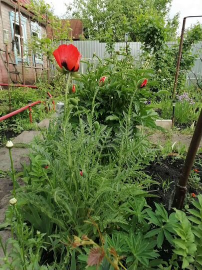 Дача 20 м² на участке 4,5 сот.