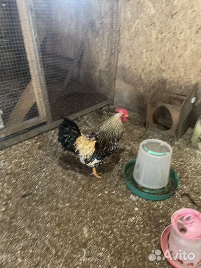 Куры петухи