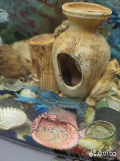 Голубые аквариумные раки