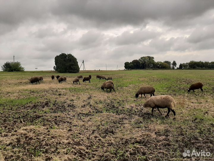 Бараны и овцы на племя