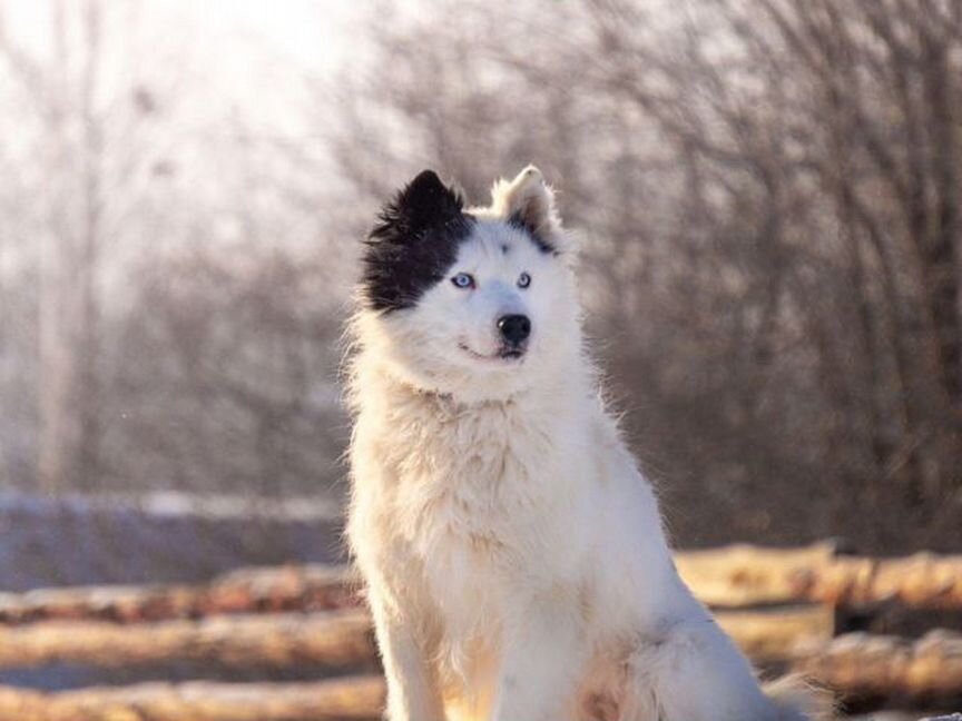 Якутская лайка