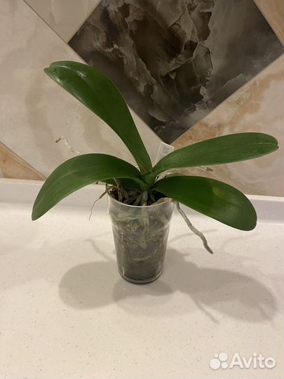 Орхидея фаленопсис Sogo Yukidian