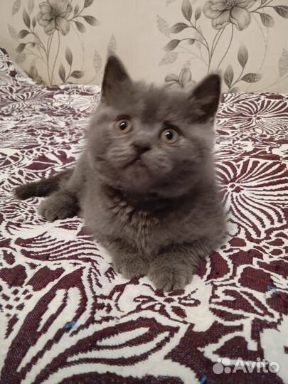 Британские котята