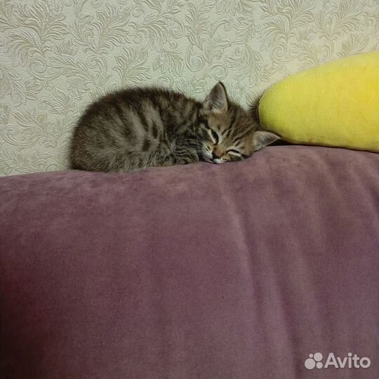 Котик бесплатно