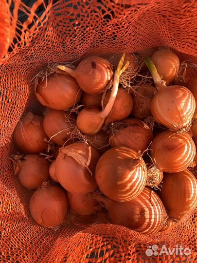 Лук репчатый