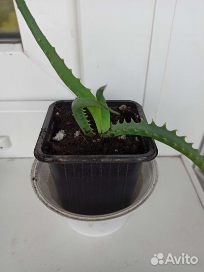 Алоэ столетник