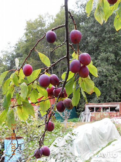 Саженцы сливы и вишни