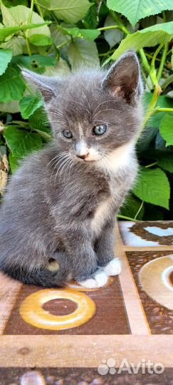 Кошка в дар