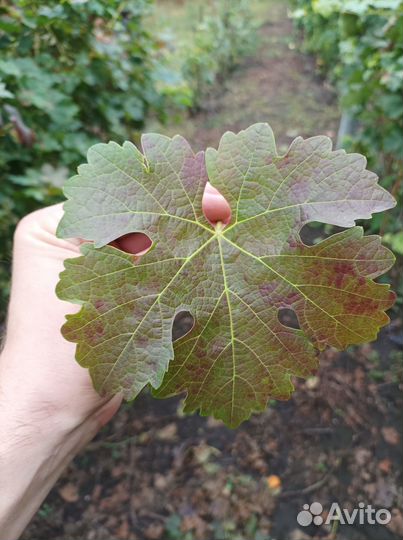 Черенки Каберне Совиньон (ранний клон Бордо)