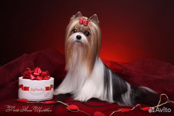 Кобель Бивера для вязки