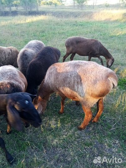 Курдючные бараны овцы