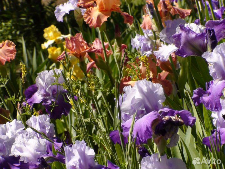 Бородатые ирисы