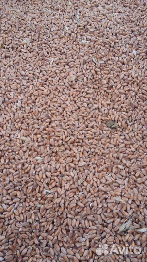 Пшеница,Ячмень