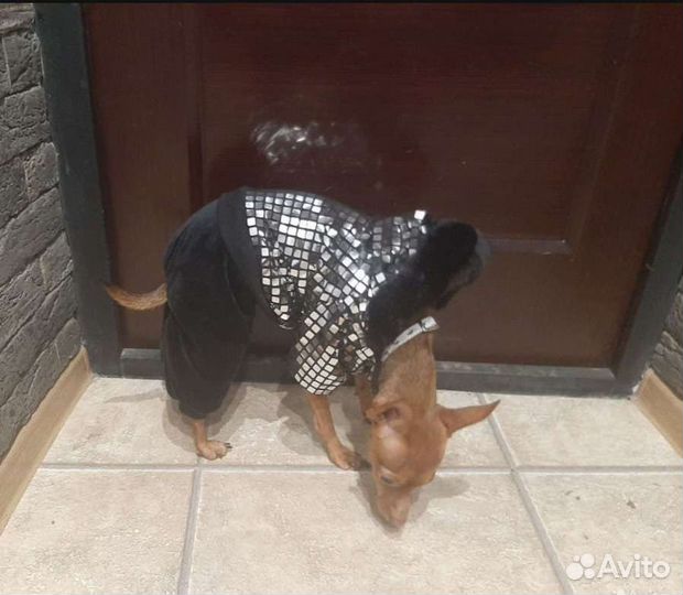 Комбинезон для маленькой собаки