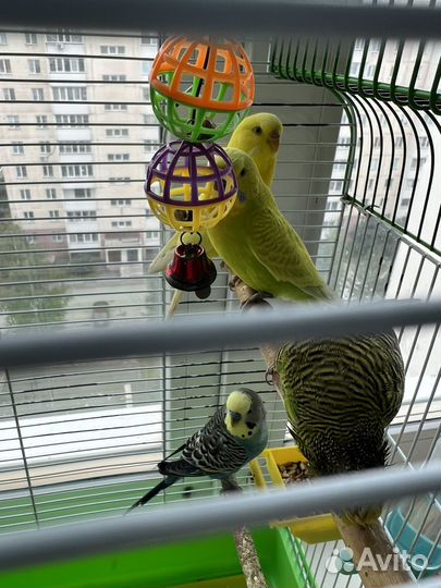 Попугай 4 штуки