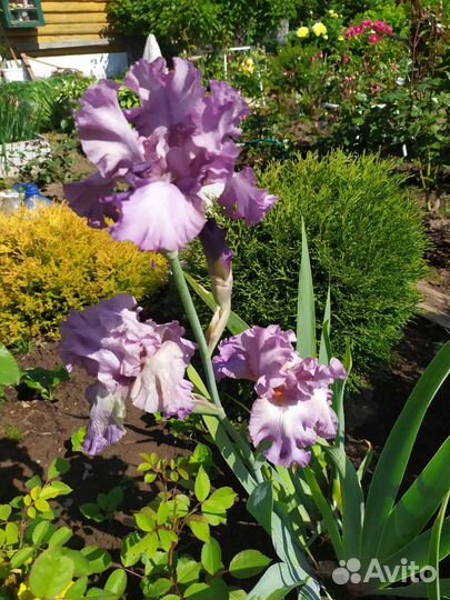 Ирисы бородатые сортовые