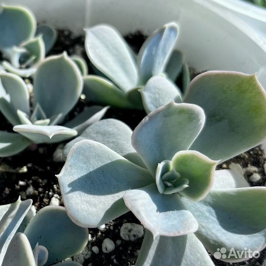 Эхеверия лиловая / растение / суккулент