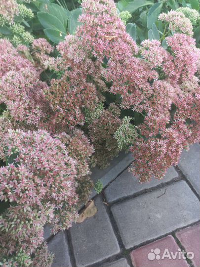 Очиток видный цветы на срезку