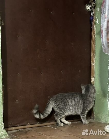 Кошка