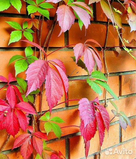 Виноград девичий пятилисточковый, С3