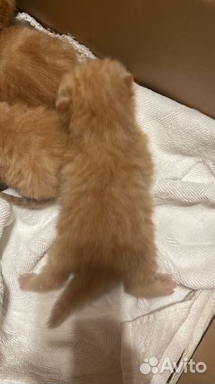 Экзоты котята