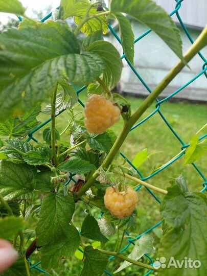 Желтая малина