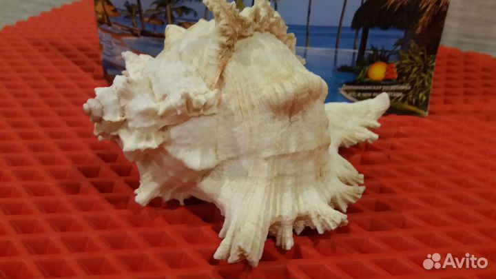 Ракушка из Доминиканской республики