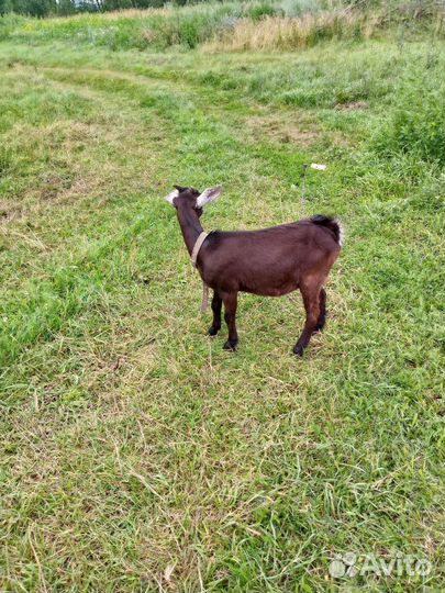 Альпонубийская козочка