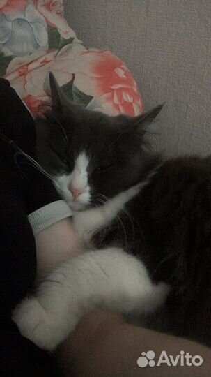 Кошка в добрые руки