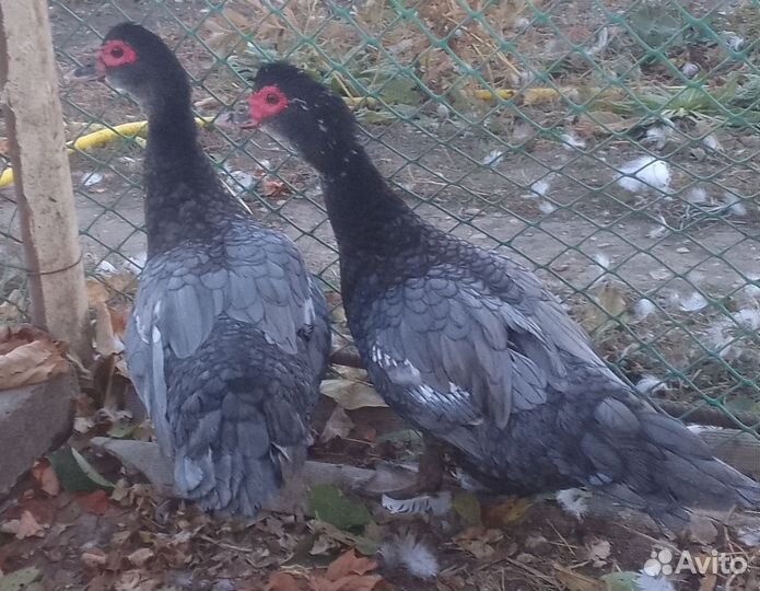 Индоутки Тяжелая линия