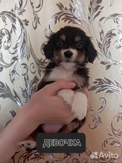Английский кокер спаниель