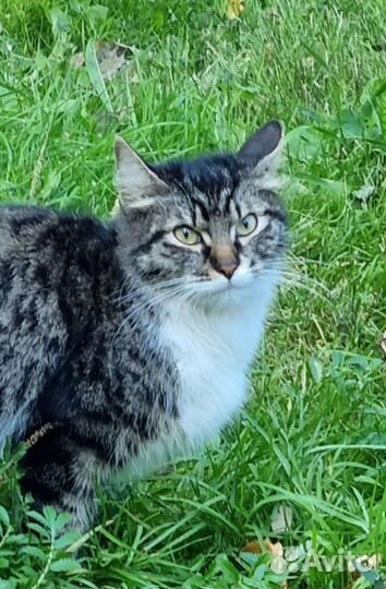 Сибирская кошка бесплатно