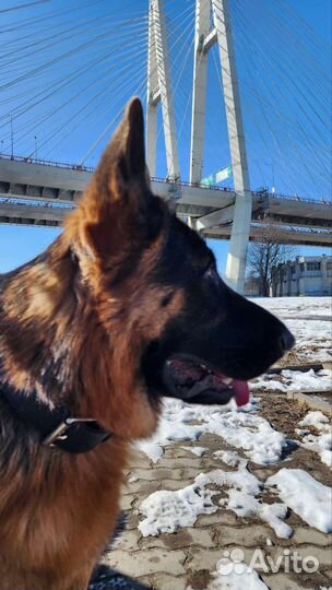 Выгул собак догситтер