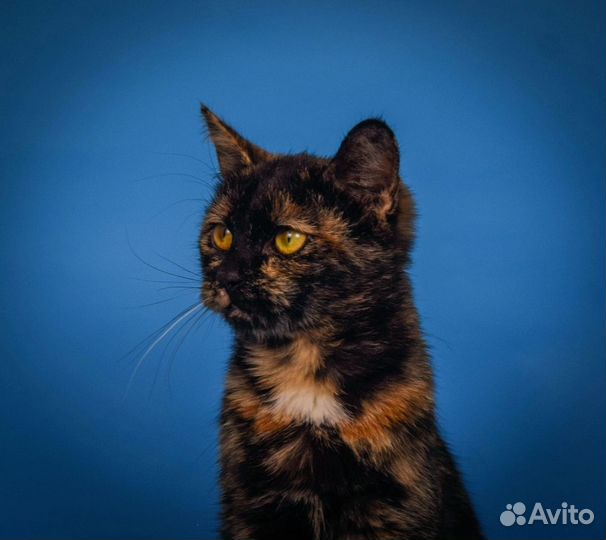 Котенок Поночка