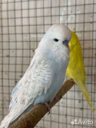 Попугай. Молодые выставочные Чехи