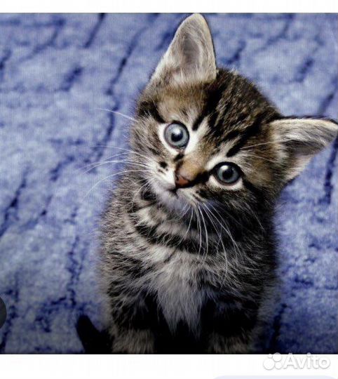 Котик 1,5 месяца в добрые руки