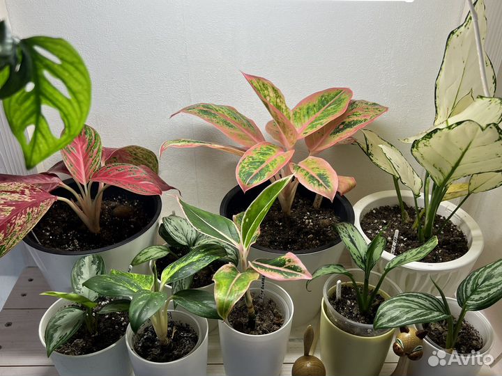 Премиум Грунт для комнатных растений 2л