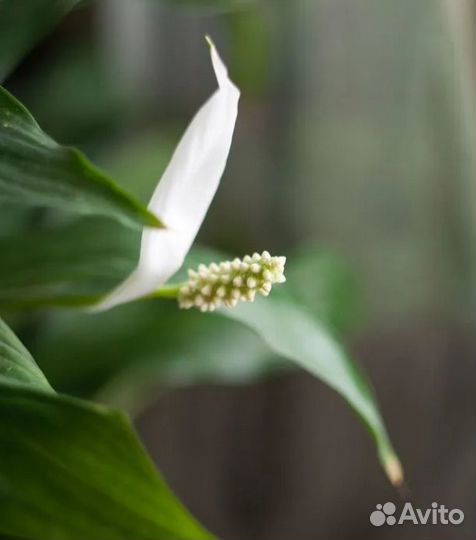 Объектив Zenit MC helios-44M-5 58мм 1:2