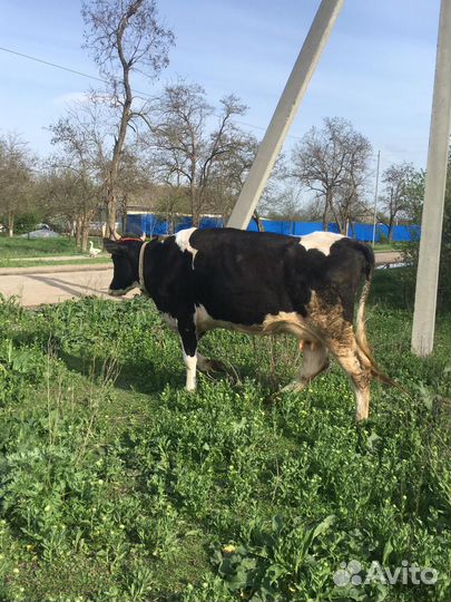 Корова дойная и телка 7 8 месяцев