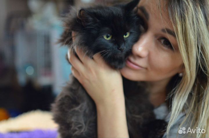 Котенок Малифисента в добрые руки