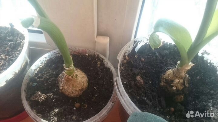 Индийский лук цветочные горшки