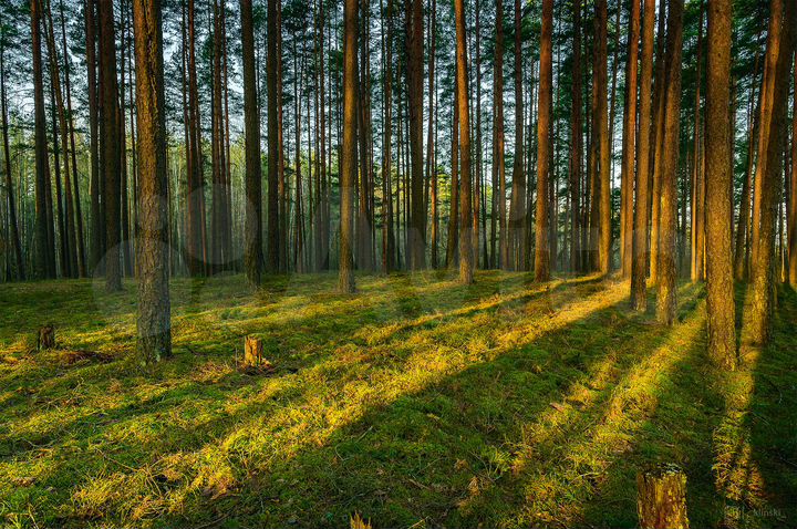 Участок 10 сот. (СНТ, ДНП)