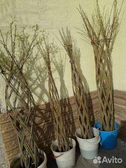 Плетеная ива(Русская пальма)