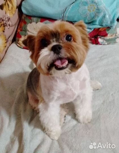 Йоркширский терьер