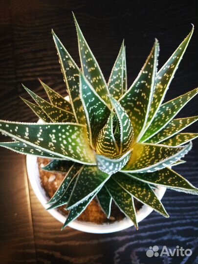 Кактусы и суккуленты алоэ