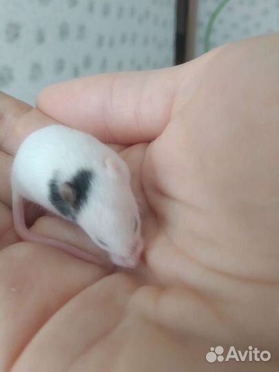 Японская мышь